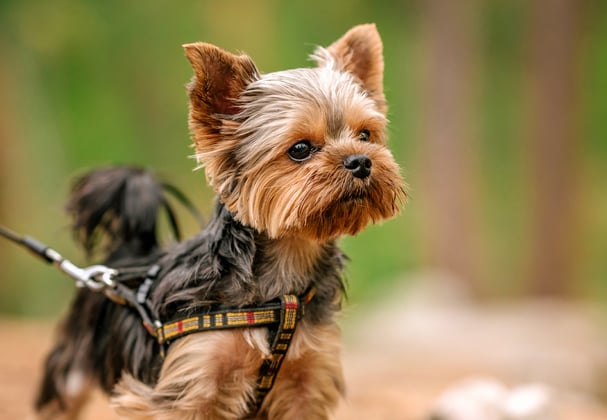A tiny yorkie wearing a harness on a walk.