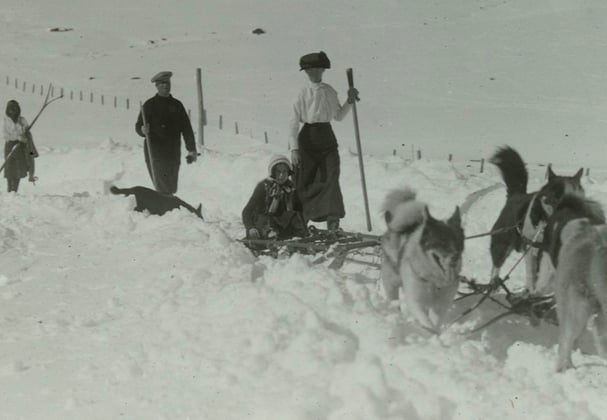 A historic photo of siberian huskies walking through snow.
