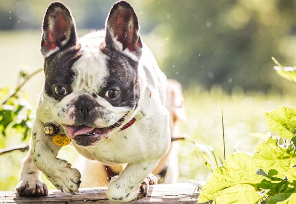 A french bulldog with its tongue hanging out.