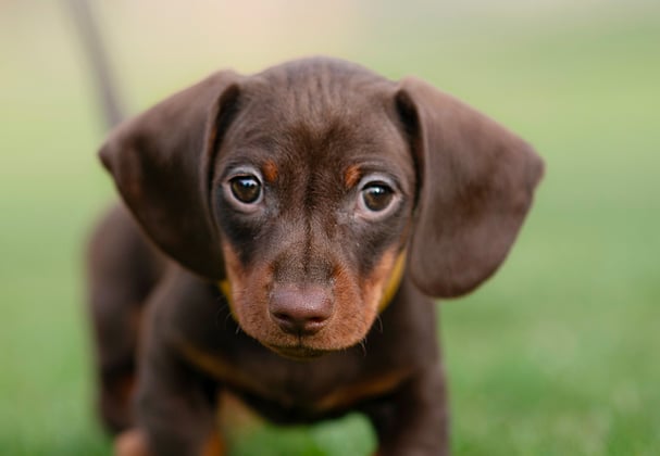 A brown miniature dachshund puppy.