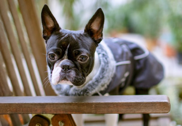 A boston terrier on a brown garden chair.