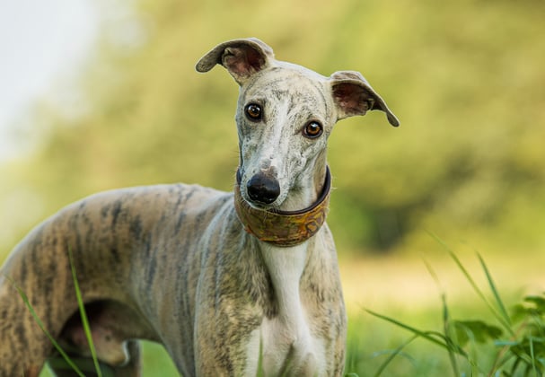 An inquisitive whippet looking at the camera.