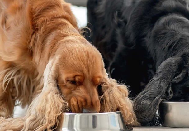 Two Cocker Spaniels eating from their bowls.