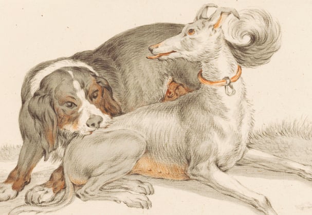 An old drawing of a Bernese Mountain Dog being cheeky and biting another dog.