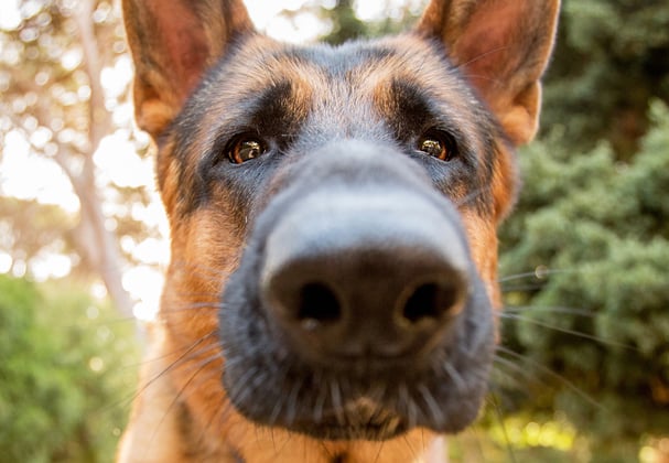 A german shepherd with its nose up close against the camera.