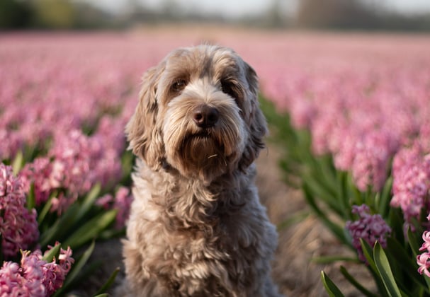 Labradoodle sitting in a field of pink flowers