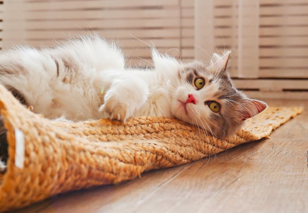 A siberian cat rolling around on a whicker mat.