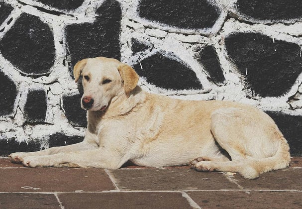 A yellow Labrador Retriever laying down in front of a black and white wall