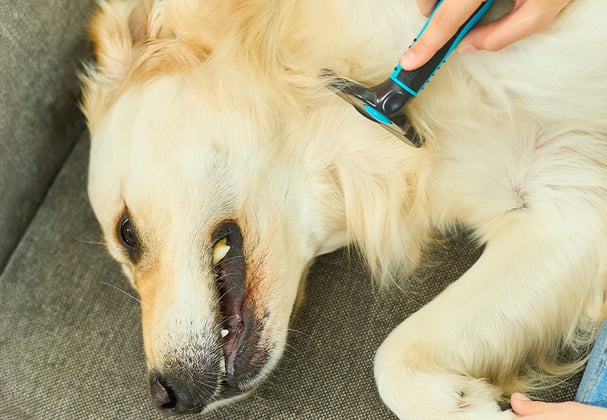 A golden retriever being groomed.