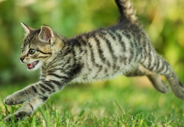 A tabby cat running.