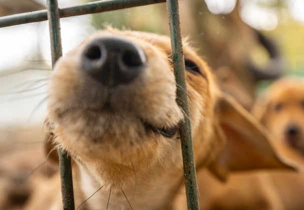 A puppy sticking his head out of a metal fence.