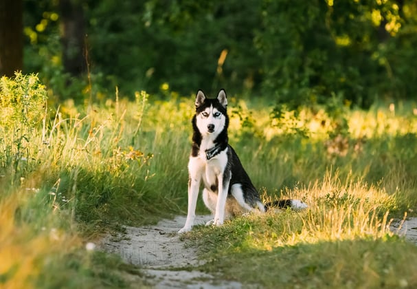 A siberian husky sitting on a path in a park at dusk.