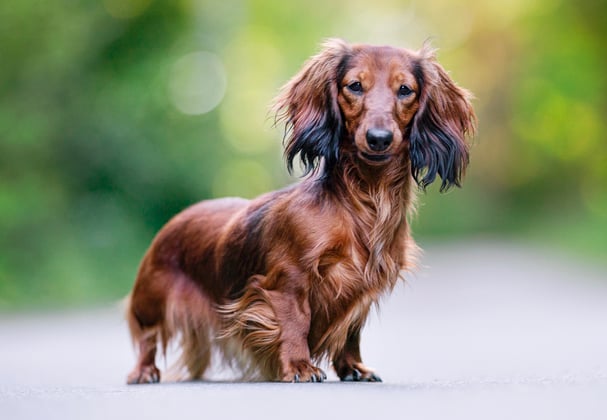 A brown dachshund stood on a road.