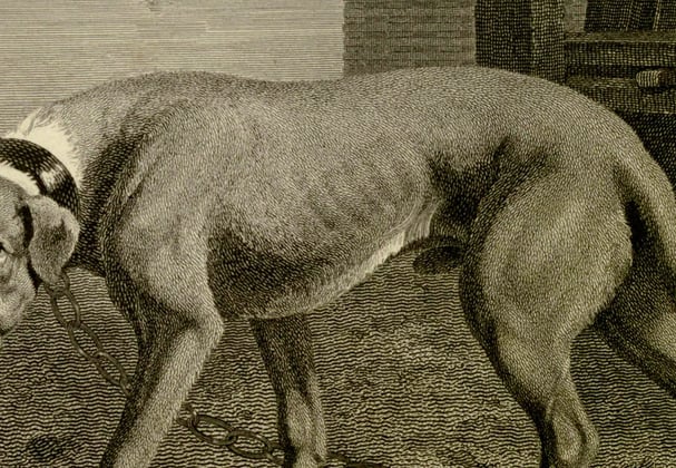 A historic painting of a boxer dog.