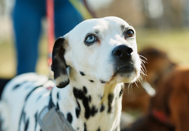 Dalmatian standing outside