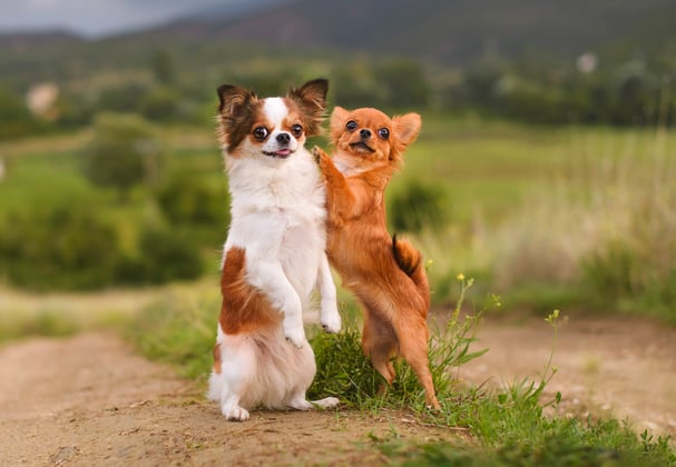 Two Chihuahuas standing on their back legs and holding one another.