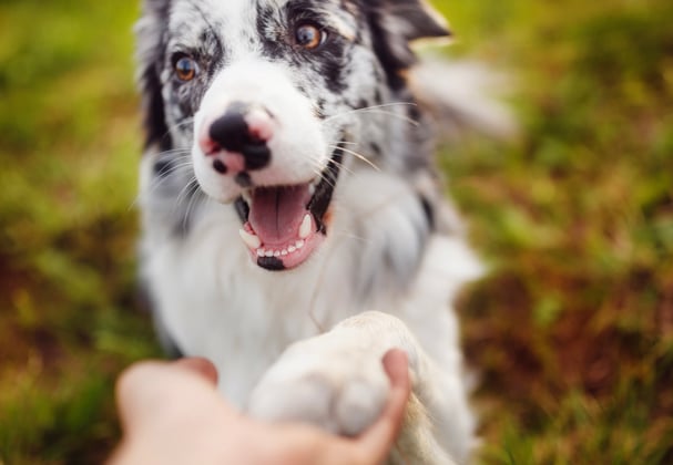 A happy border collie giving his paw to his owner.