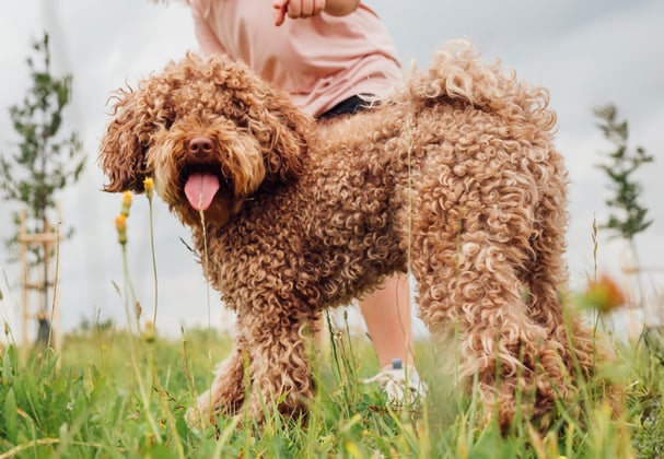 A brown maltipoo standing in grass.