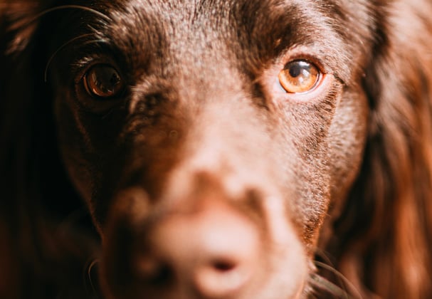 Close up of a Sprocker Spaniel's eyes