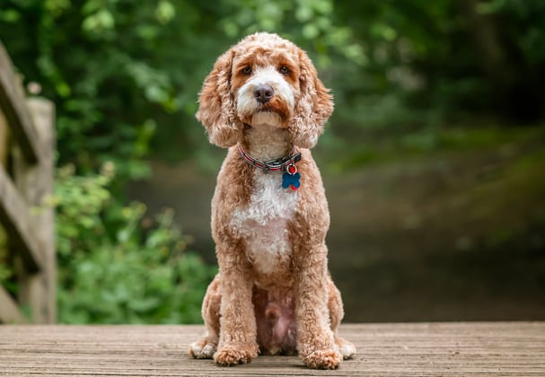 A dog sitting on a bridge.