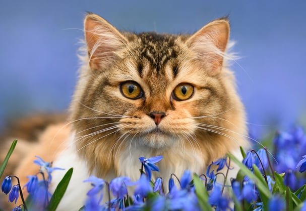 A siberian cat sitting among deep purple flowers.