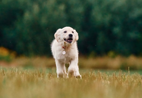 A golden retriever running across grass.