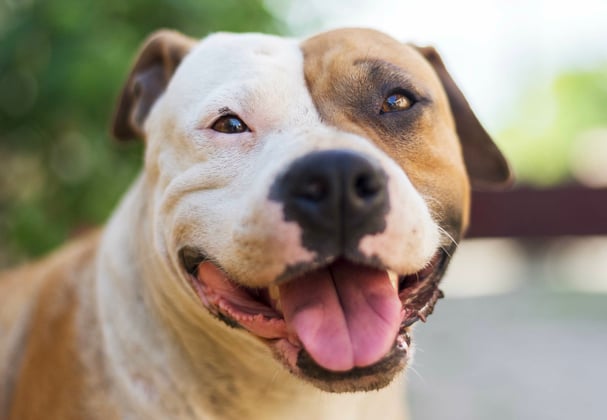 A staffordshire bull terrier looking at the camera with its tongue hanging out.