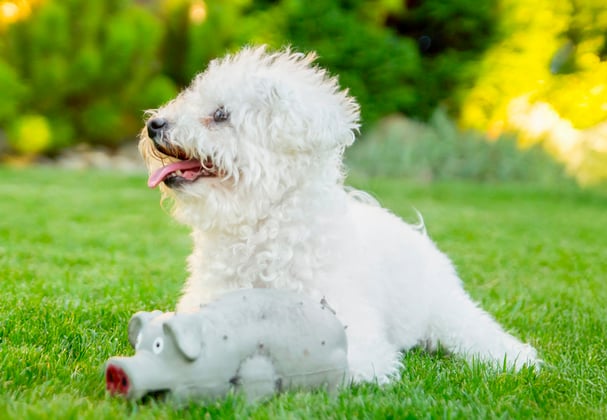 A bichon laying down in grass with a toy.