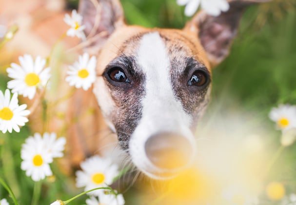 A pretty Whippet standing amongst daisy flowers.