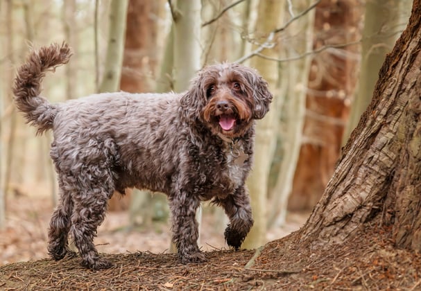 A Cockapoo in a forest.