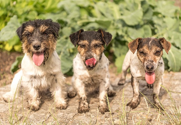 Three muddy jack russell terriers sat in a line in a garden patch