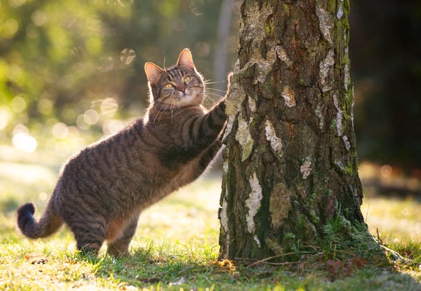 A tabby cat leaning against a tree.