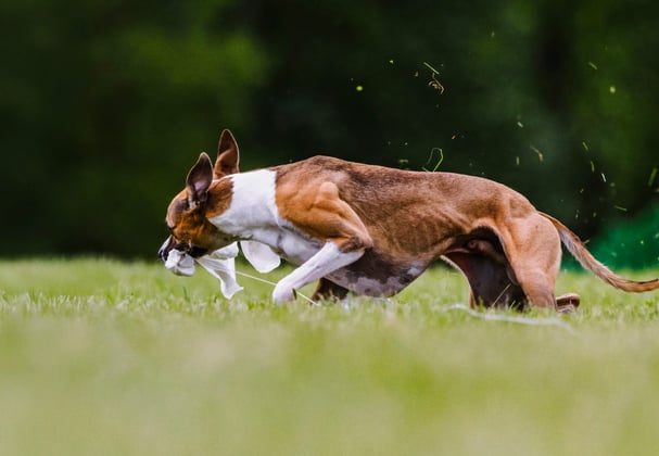 A lurcher leaping through the air.
