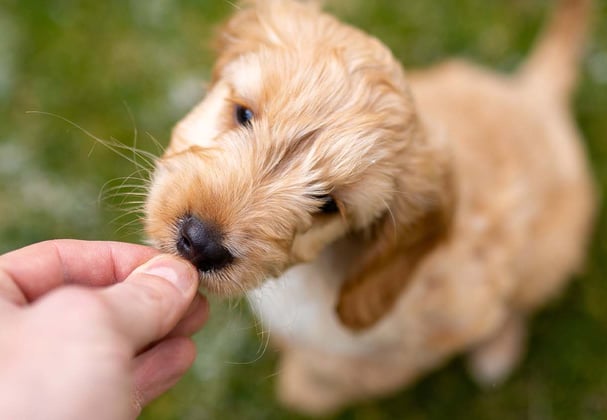 A cockapoo eating from someones hand