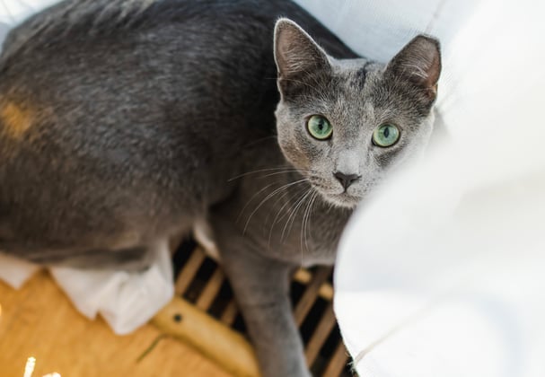 A russian blue looking up at the camera surrounded by white curtains.