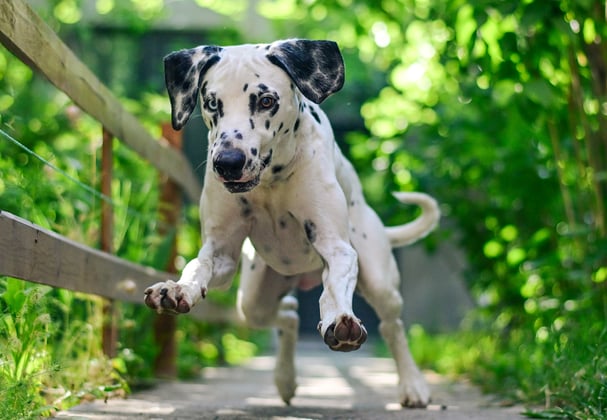 Dalmatian puppy running through a forest path