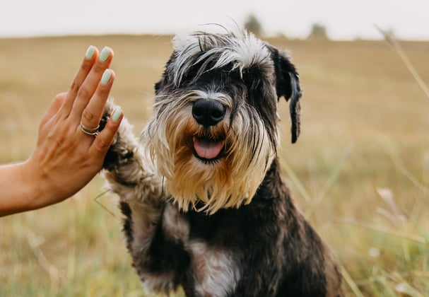 Miniature Schnauzer giving owner a high five