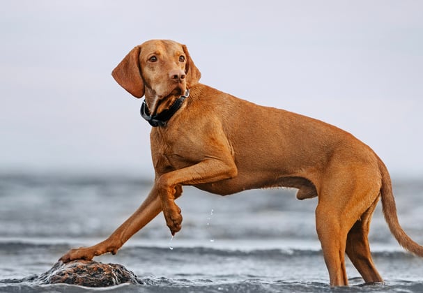 A hungarian vizsla running through the sea.