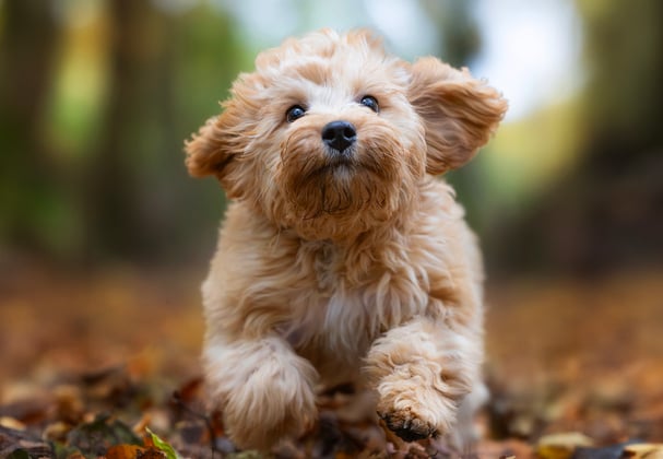 A cavapoo running through leaves.
