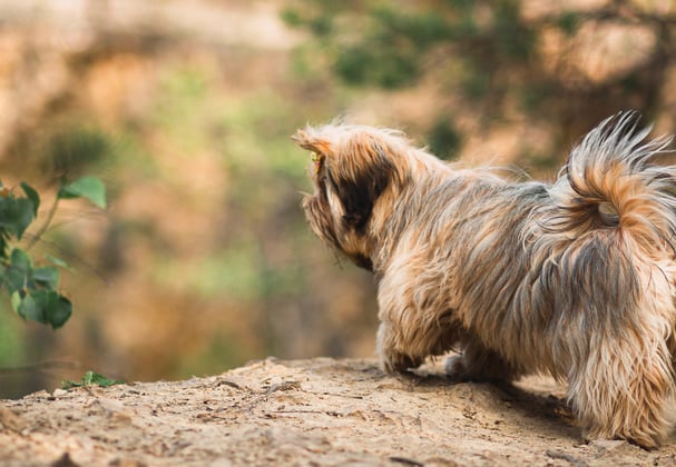 A lhasa apso looking over the edge of a hill.