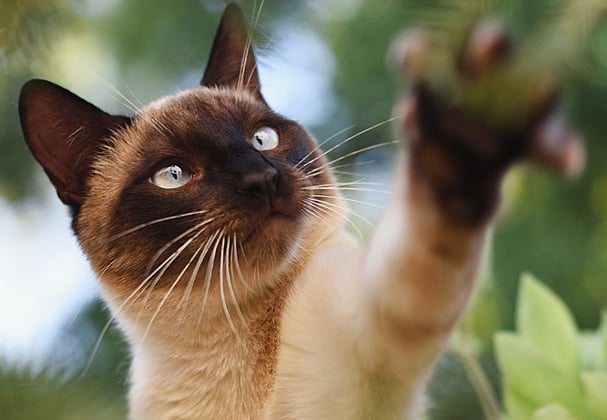 A Siamese cat reaching for a branch.