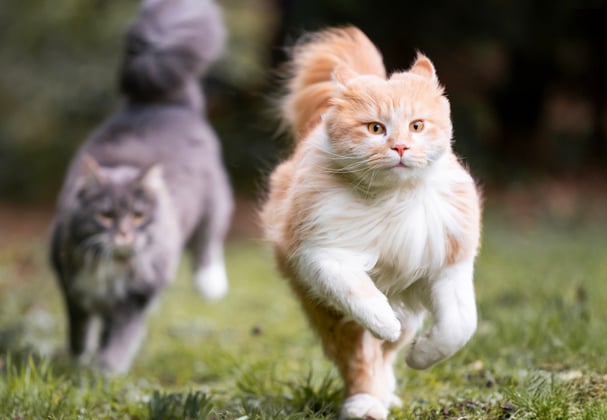 Two cats running together in a field.