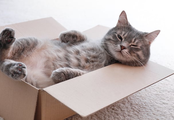 A cat laying on its back in a box.