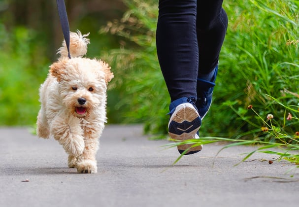 a maltipoo running with their owner outdoors.