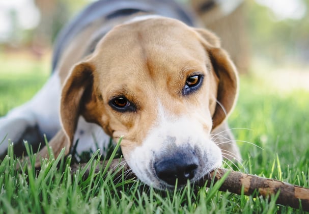 Beagle lying on grass with stick in mouth
