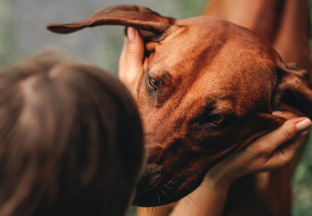 A ridgeback being held in someone's hands.