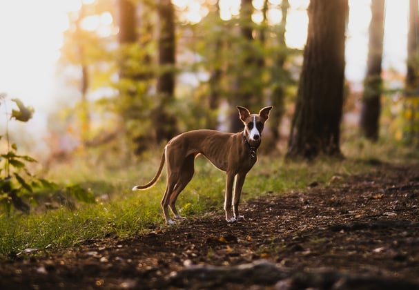 A whippet standing in a forest at sunset.
