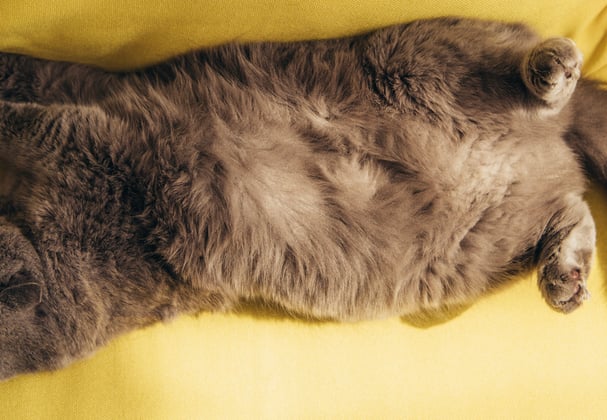 A scottish fold laying on a yellow couch.