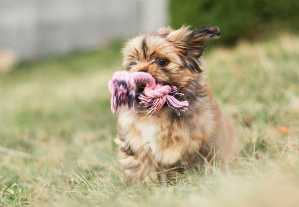 A lhasa apsos running with its toy rope in its mouth.