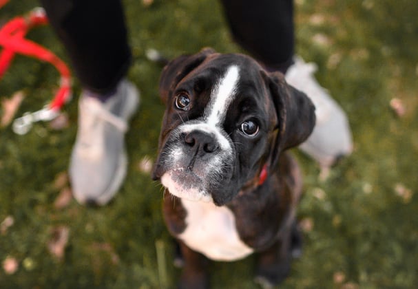 A young boxer dog looking up at its owner with its leash at its feet.